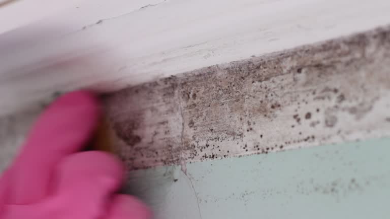 Satsuma, AL Mold Removal Company